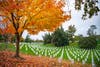 Orange fall foliage on sugar maples in Arlington National Cemetery