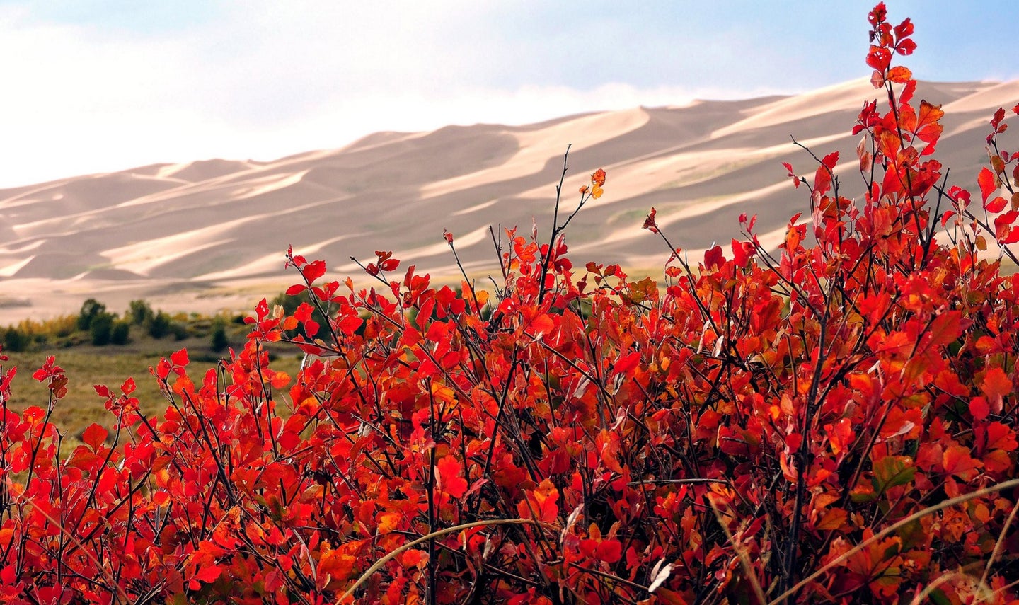 Red fall foliage on three-leaf sumac in Great Sand Dunes National Park
