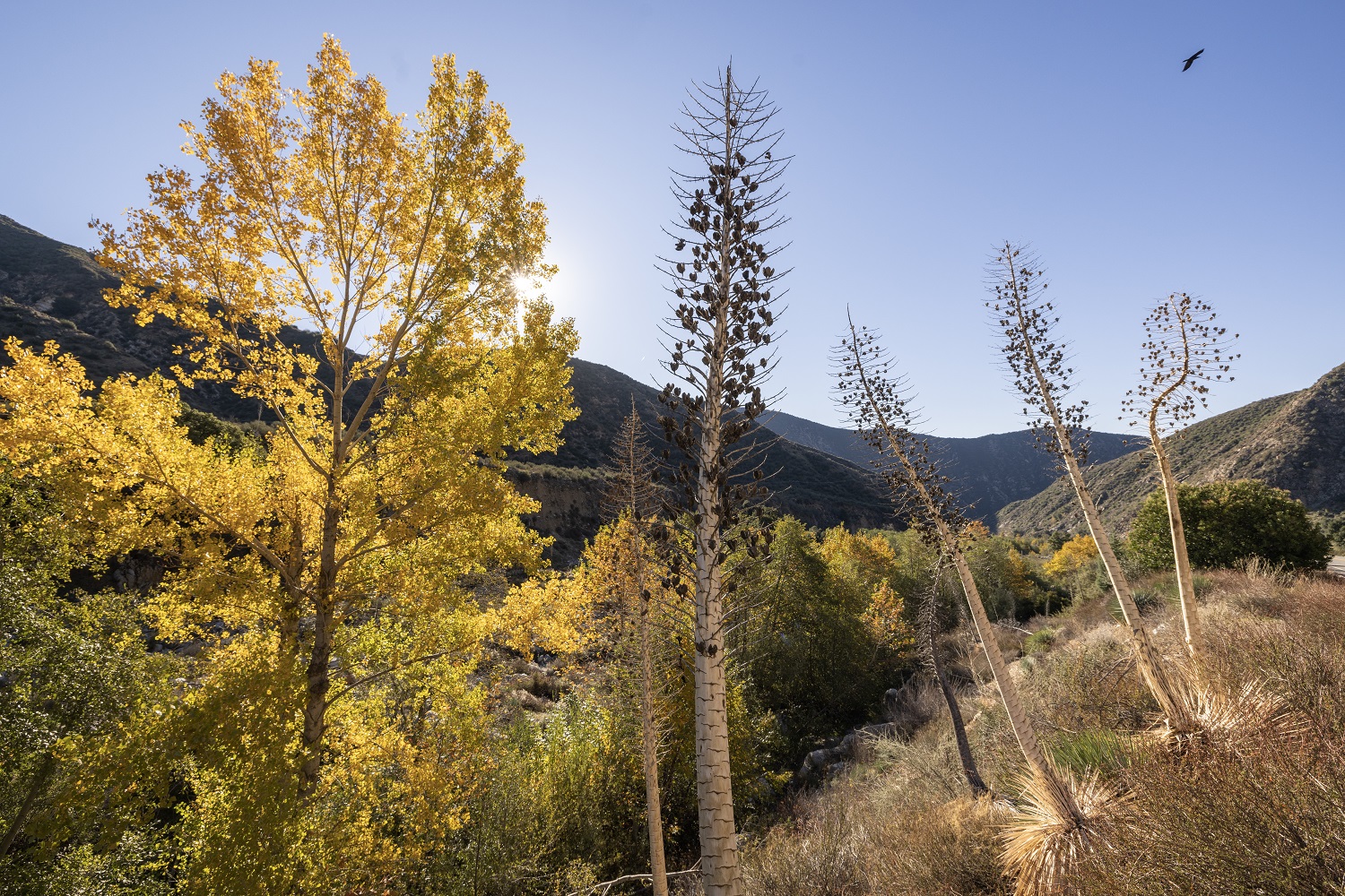 Yellow fall foliage on oak and yucca in Angeles National Forest