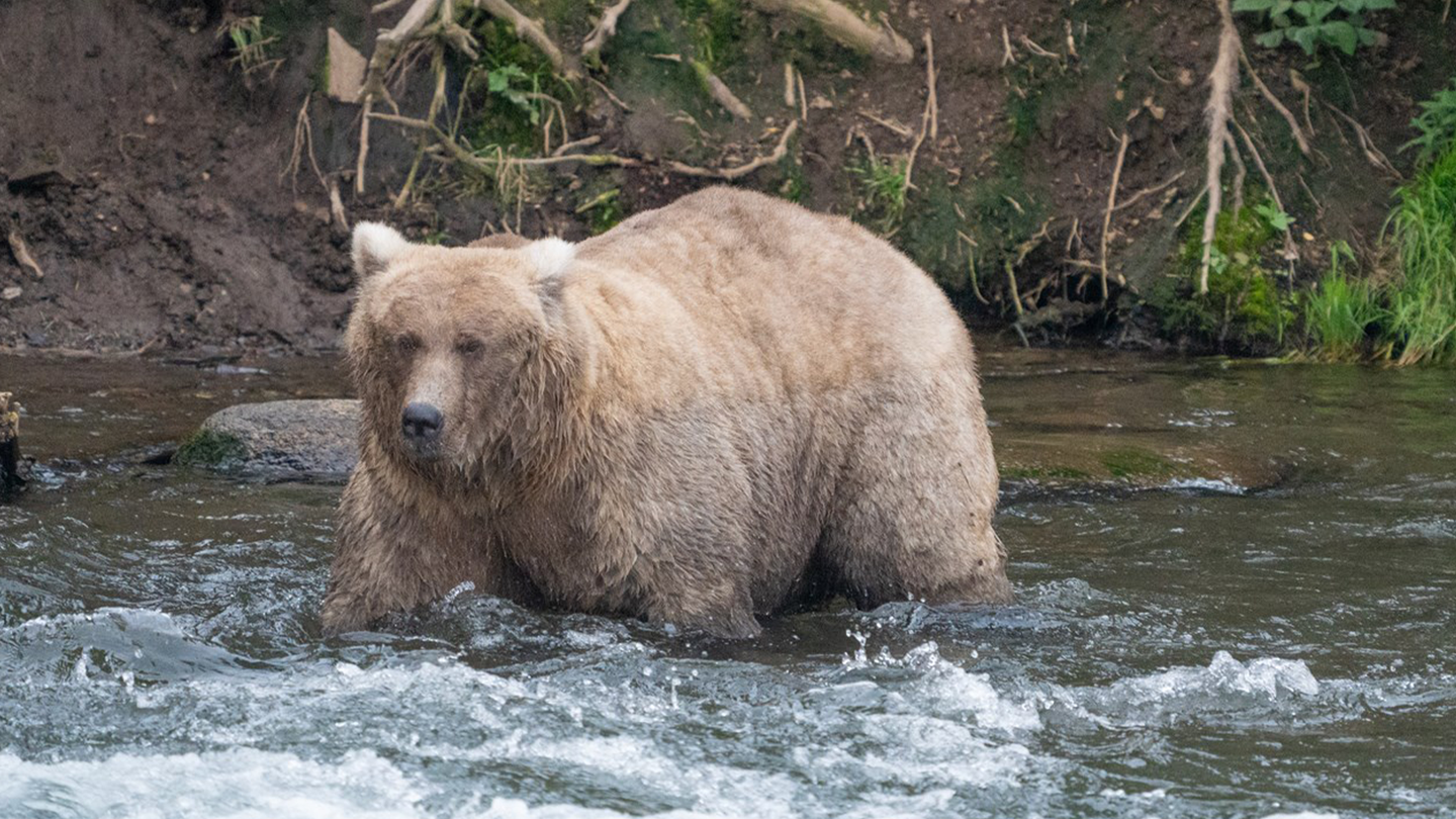 Grazer looking chunky and getting ready for winter on September 14, 2023. The bear is in the river intensely staring for salmon.