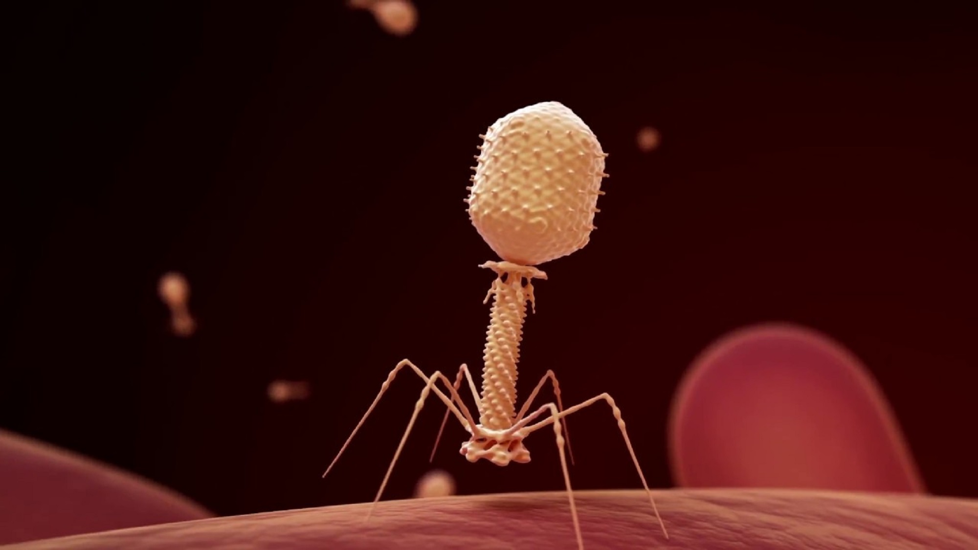 Bacteriophage destroying antibiotic-resistant bacteria during phage therapy. Illustration.
