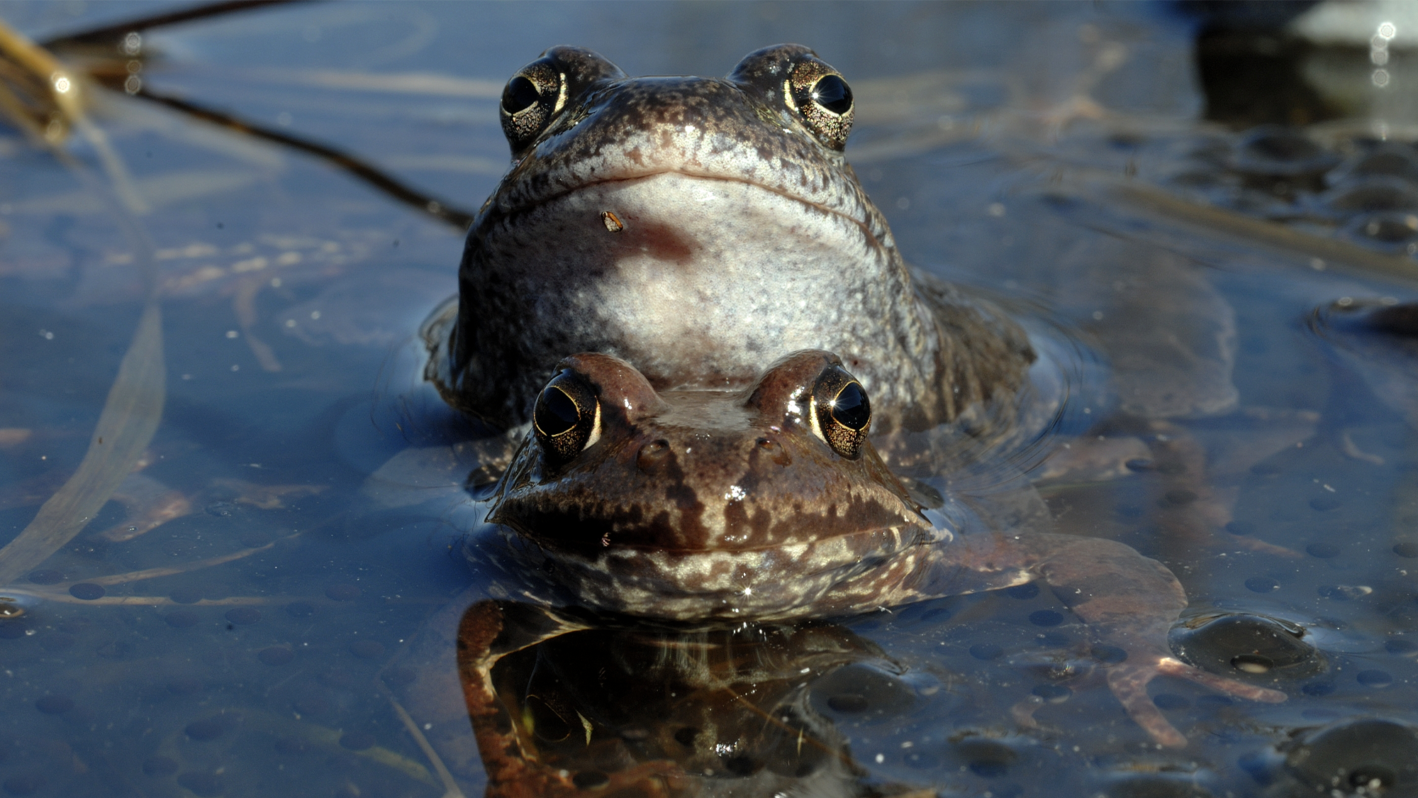 Female frogs appear to play dead to avoid mating