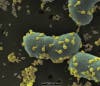 Bacteriophages fighting antibiotic-resistant Acinetobacter baumannii under a microscope