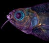 A zebrafish head magnified 4x with purple and blue highlights.