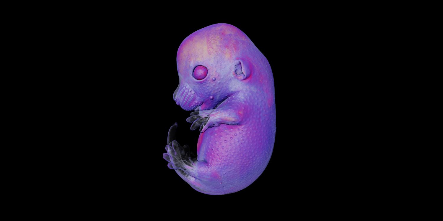 7th place. A mouse embryo imaged with 4x objective lens magnification.