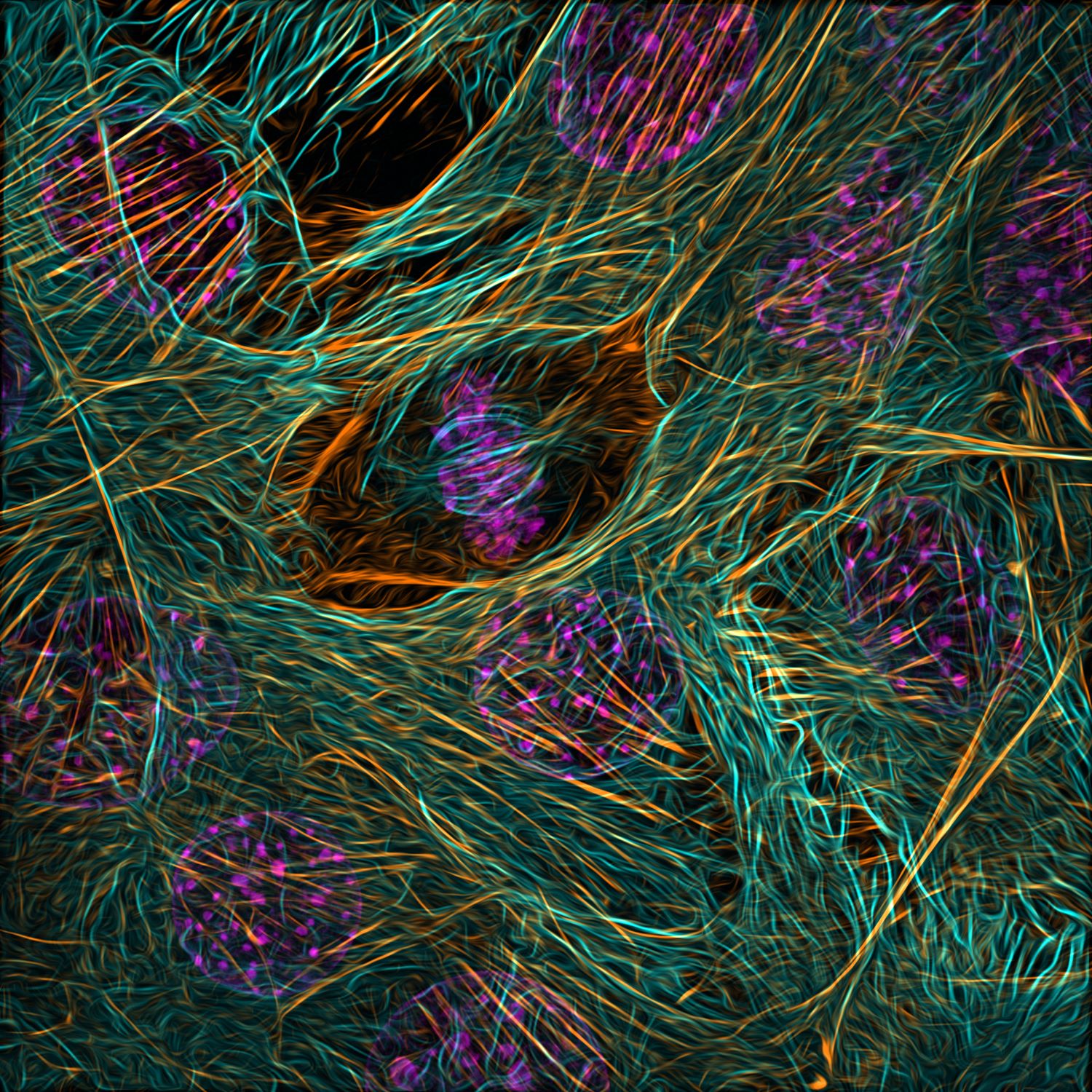 9th place. Cytoskeleton of a dividing myoblast highlighting the cellular components tubulin (cyan), F-actin (orange) and nucleus (magenta), magnified 63x.