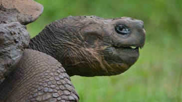 Galapagos giant tortoises are restoring their own ecosystem