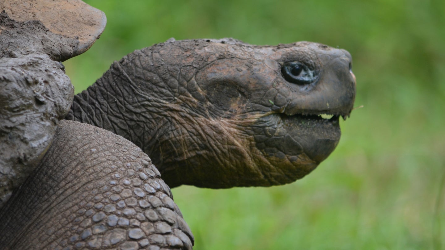 A captive breeding program has seen the return of Galapagos giant tortoises to Española in the Galapagos Islands. As the tortoise population rebounds, the island ecosystem is in the process of transforming. 