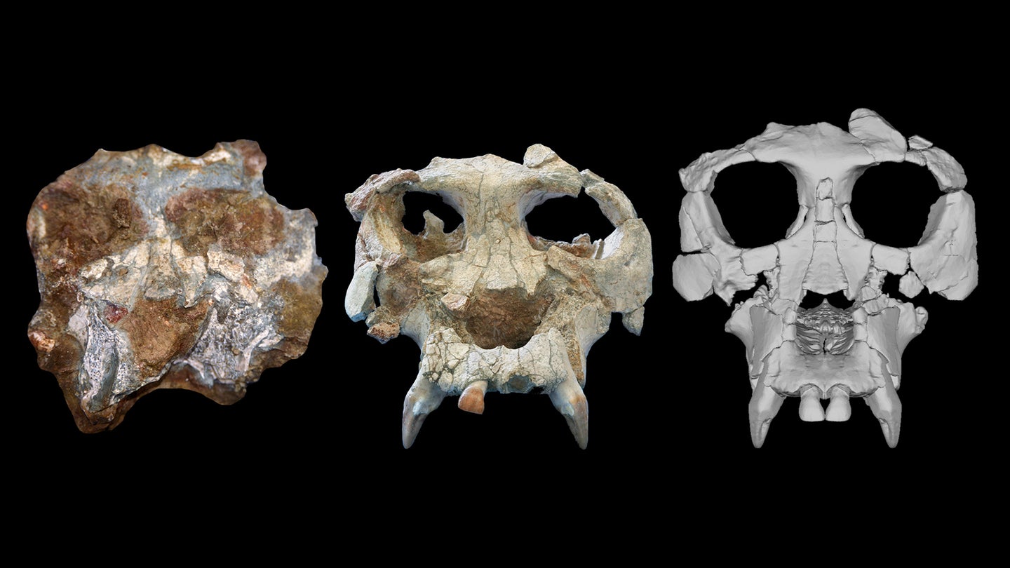 Three stage of digital reconstruction. From left, the Pierolapithecus cranium shortly after discovery, after initial preparation, and after virtual reconstruction.