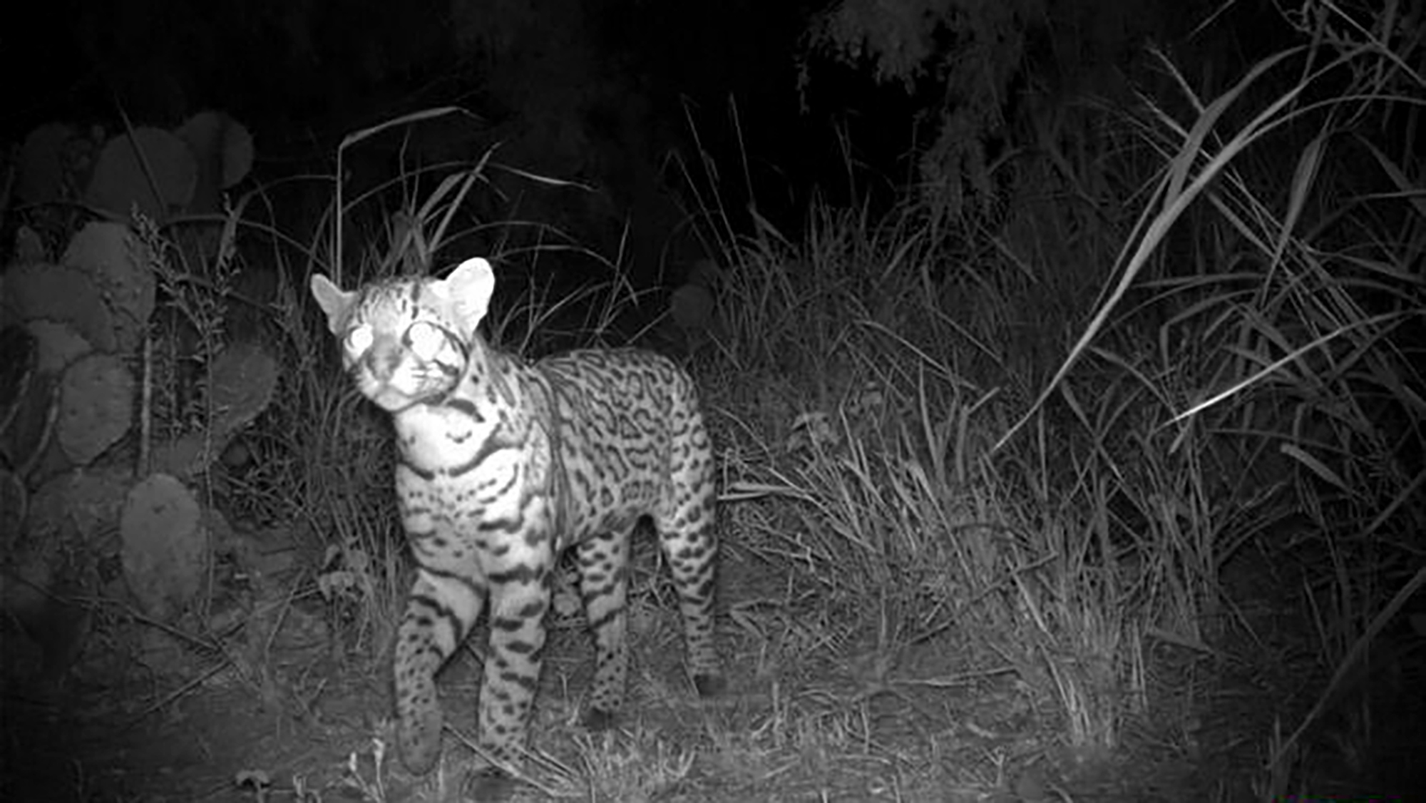 Wildlife exits on Texas roads could help endangered ocelots