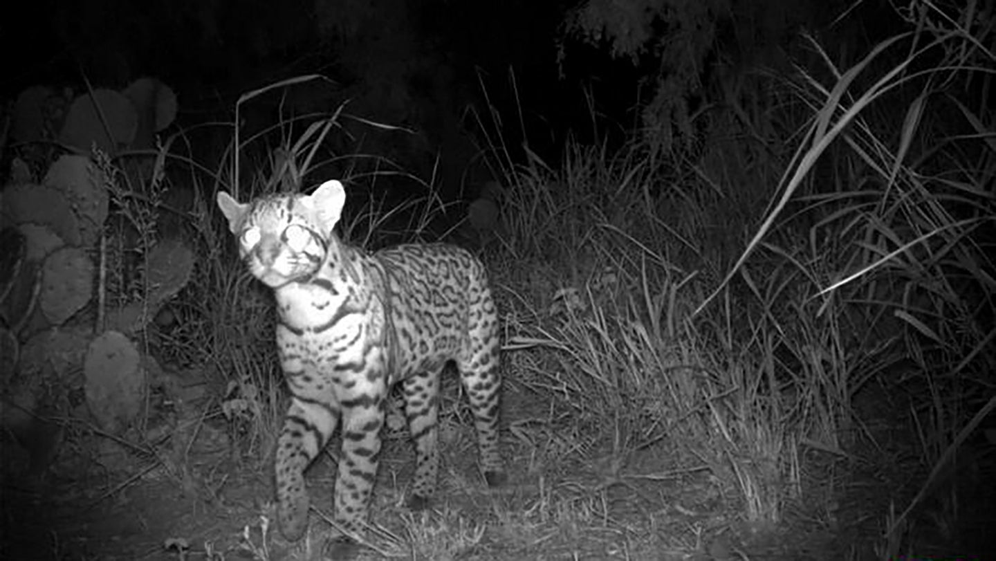 An endangered Texas ocelot in the vicinity of the highway.