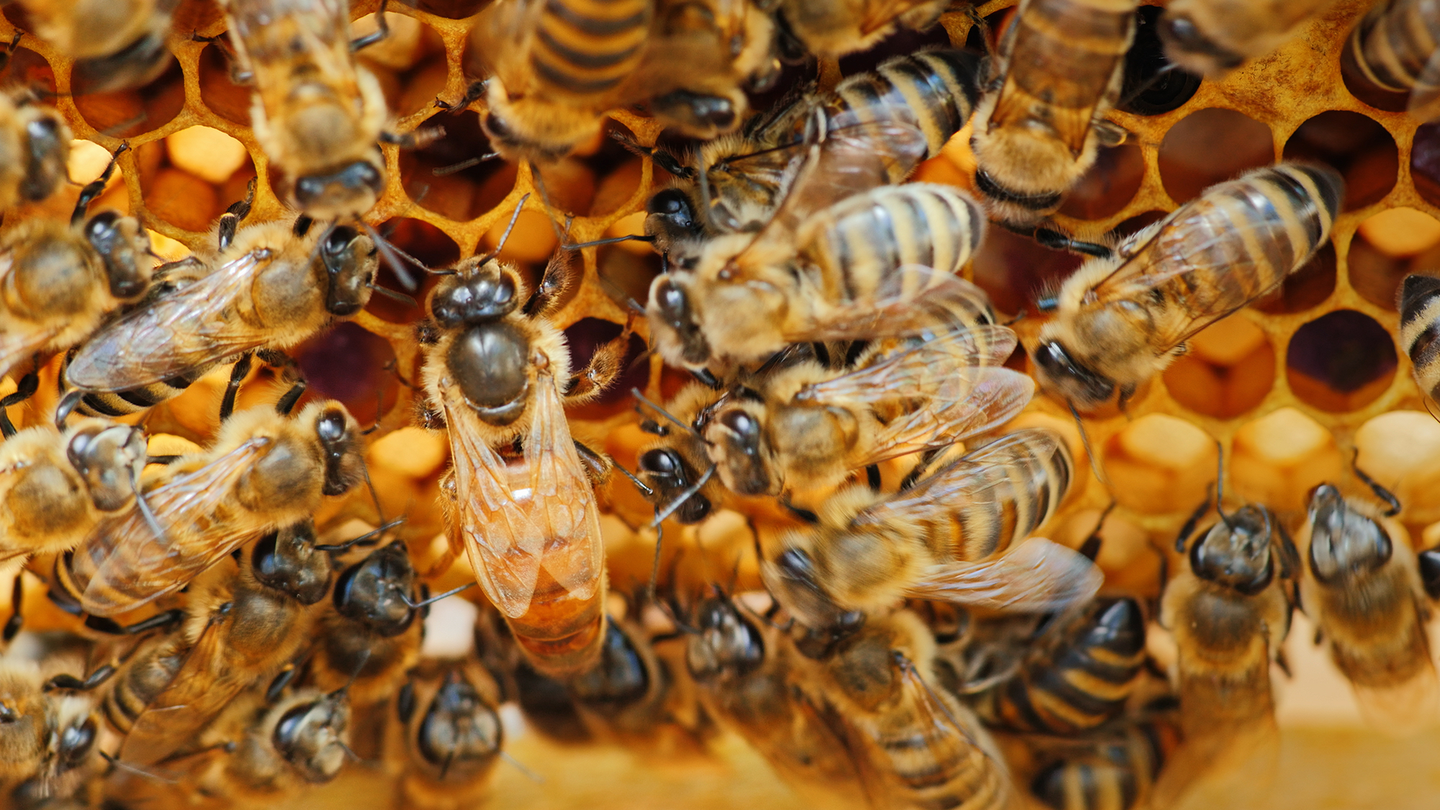 A group of worker bees surround the queen bee on a honeycomb. All worker honeybees are female and they can go to extreme lengths to serve their queen even shedding their own ovaries.