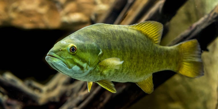 It’s not too late to stop a bass invasion in the Colorado River