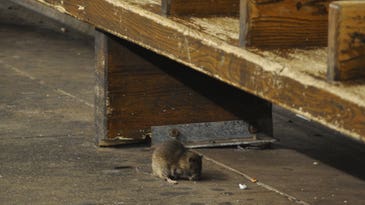 You can now track NYC subway rats in this popular transit app