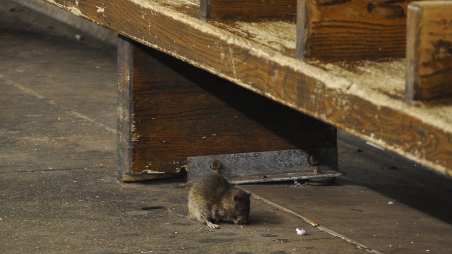a rat in a new york city subway station under the benches