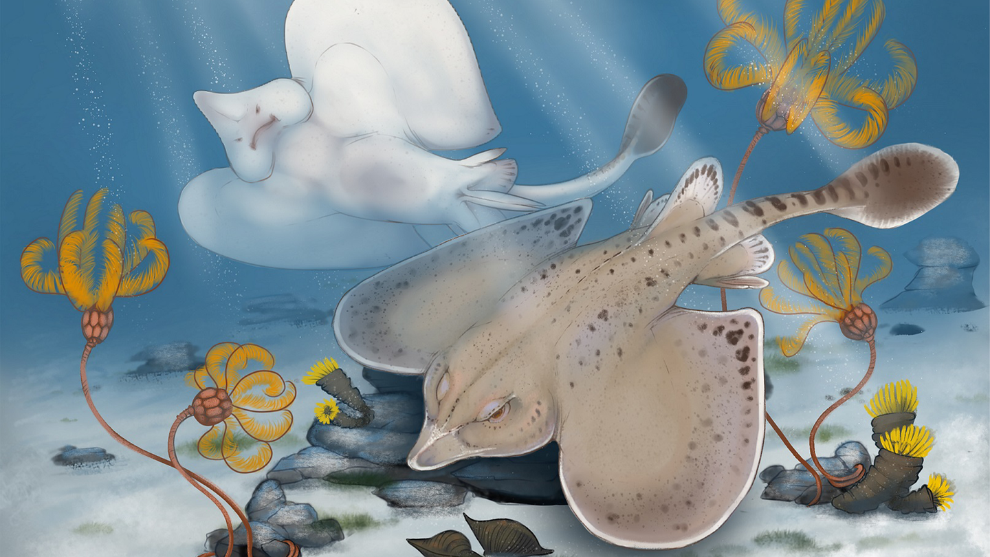 An illustration of a newly discovered shark species called Strigilodus tollesonae. The shark looks somewhat like a stingray, with outstretched wings, fan-like top fins, and a long tail with black spots.