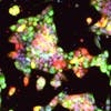 close-up of stem cell genes from fat-tailed dunnart appear in bright colors