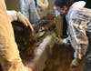 scientist extracts DNA sample from woolly mammoth specimen