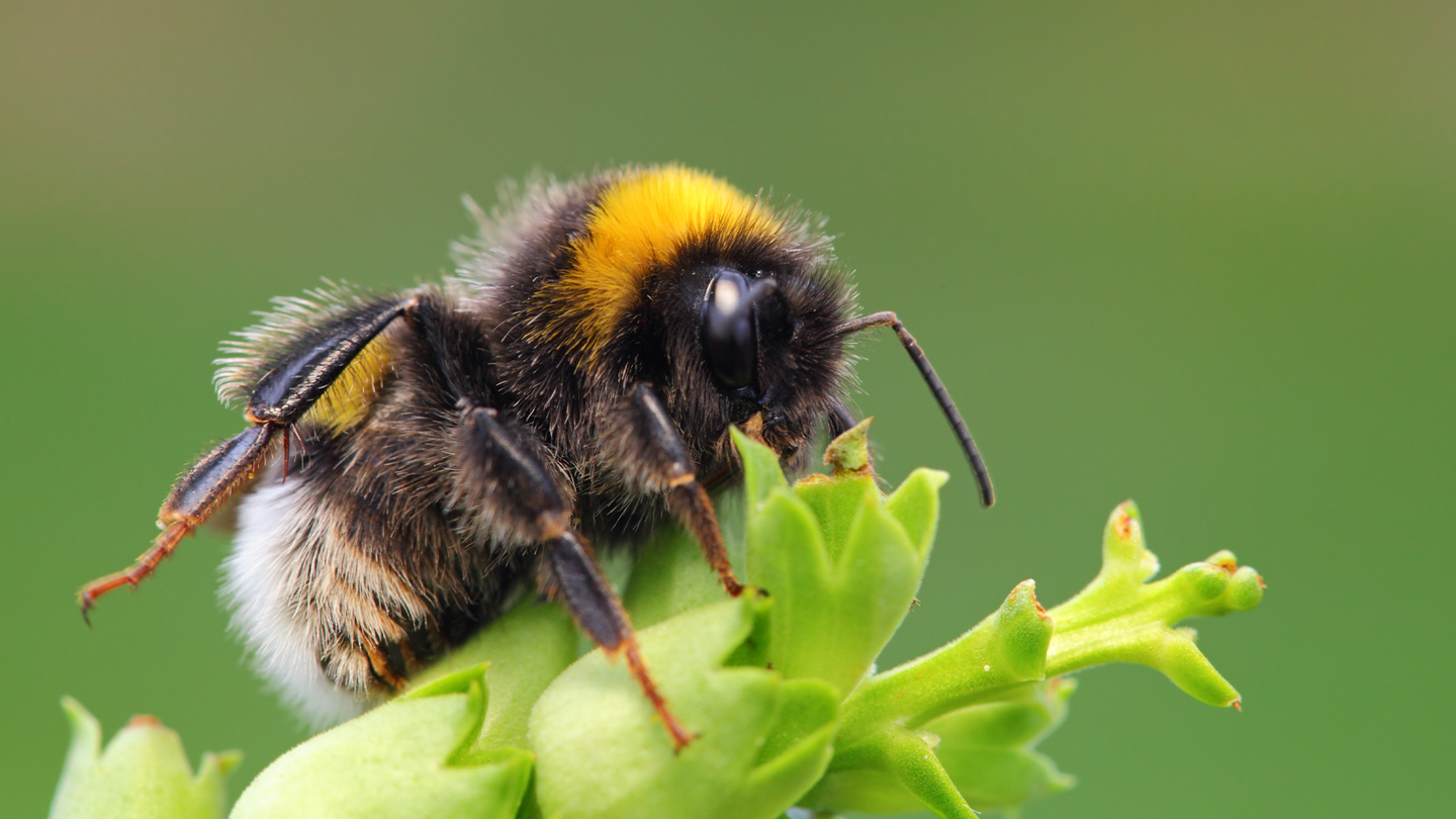A fuzzy yellow and black bumblebee foraging on a green plant.