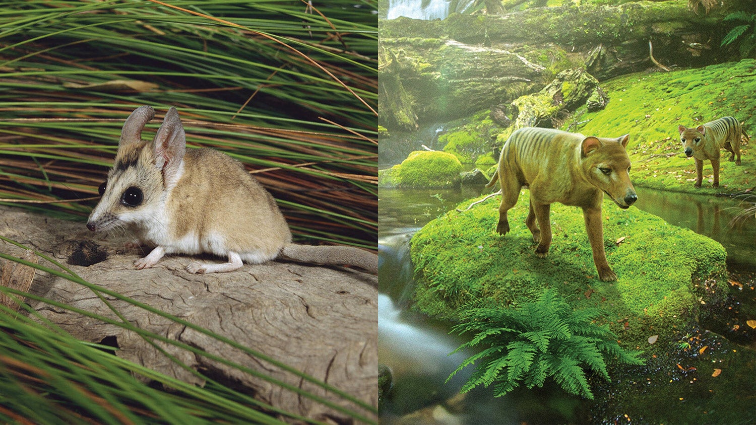 Fat-tailed dunnart sits on wooden stick in grassy area; rendering of thylacine in swampy, rocky area