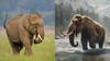 Asian elephant walks through grass; illustration of woolly mammoth stepping across stream