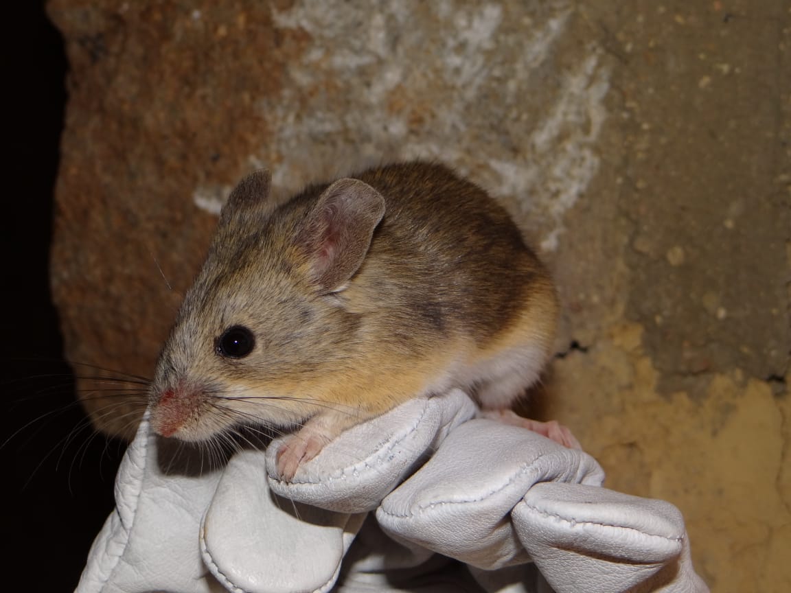 A leaf-eared mouse called Phyllotis vaccarum in a gloved hand. CREDIT: Marcial Quiroga-Carmona.