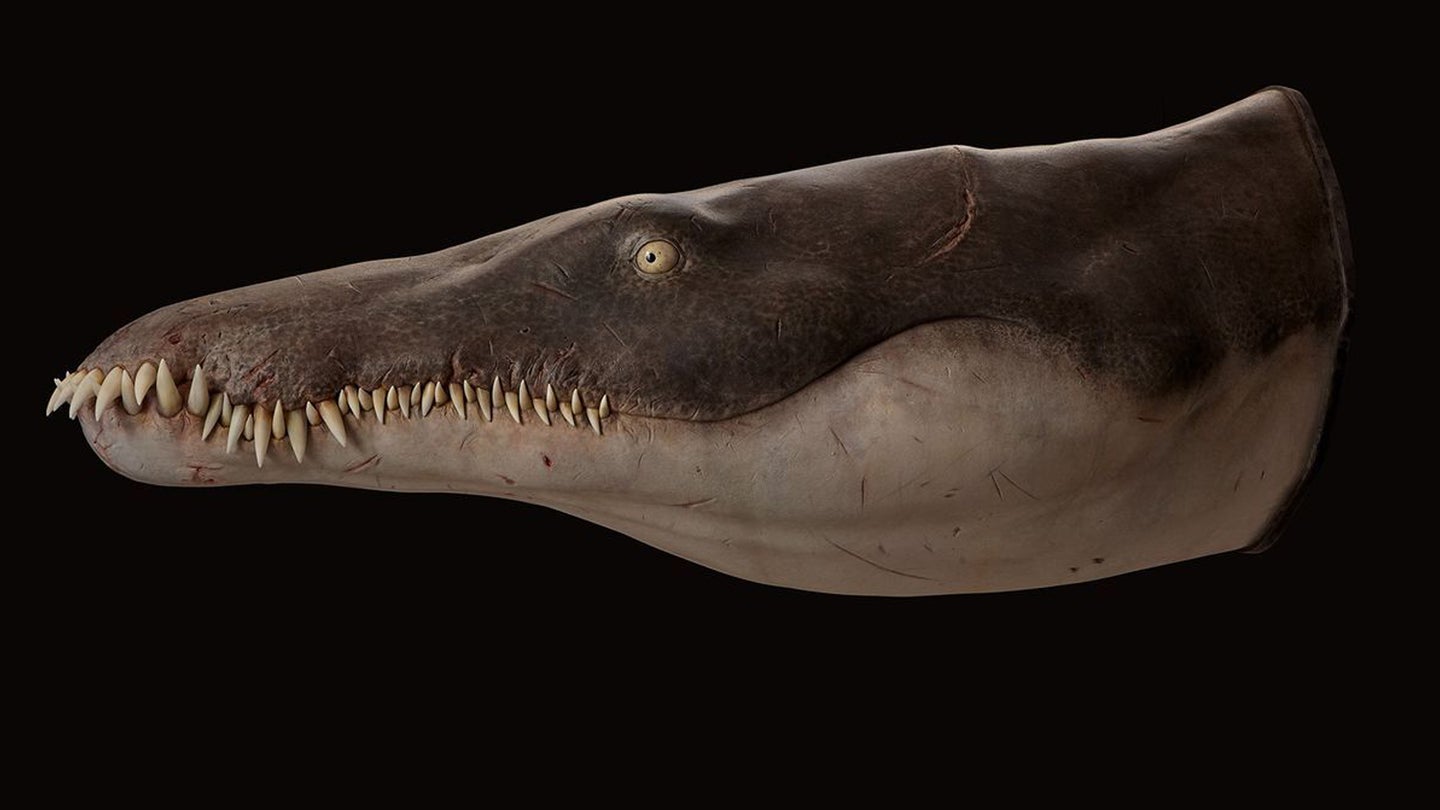 A life-sized reconstruction of the head and jaws of the oldest megapredatory pliosaur called Lorrainosaurus. The reptile is long and torpedo shaped, with closed jaws and sharp exposed teeth.