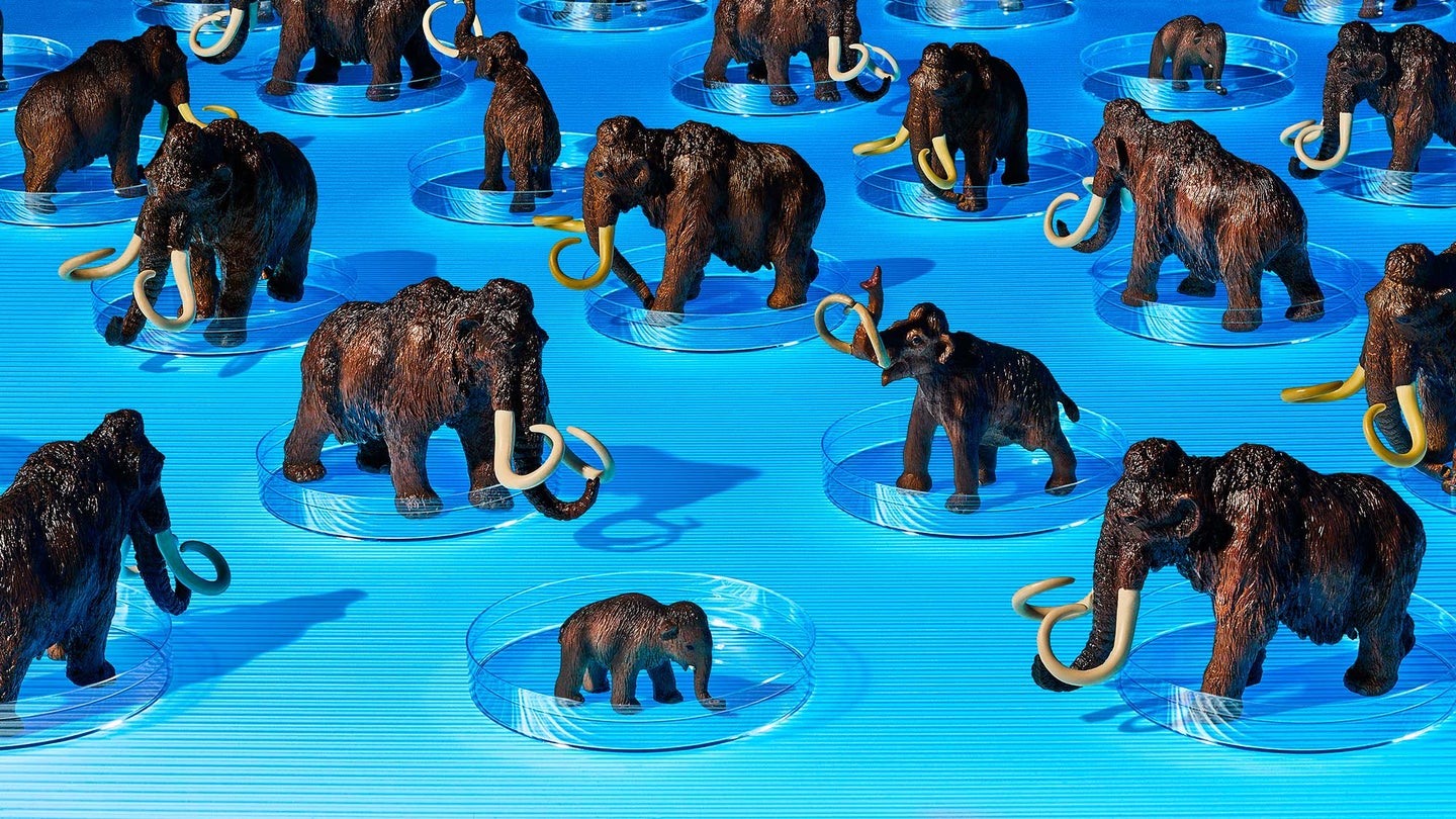 a collection of woolly mammoth figurines on petri dishes on a blue background to represent Colossal's de-extinction project