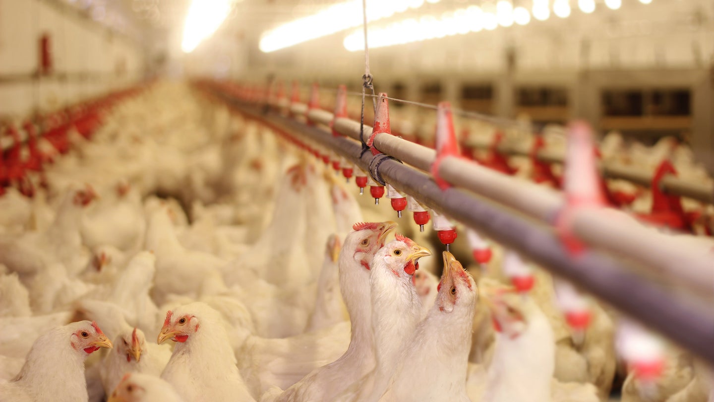 Chicken feathers are a major pollution byproduct in the poultry industry.