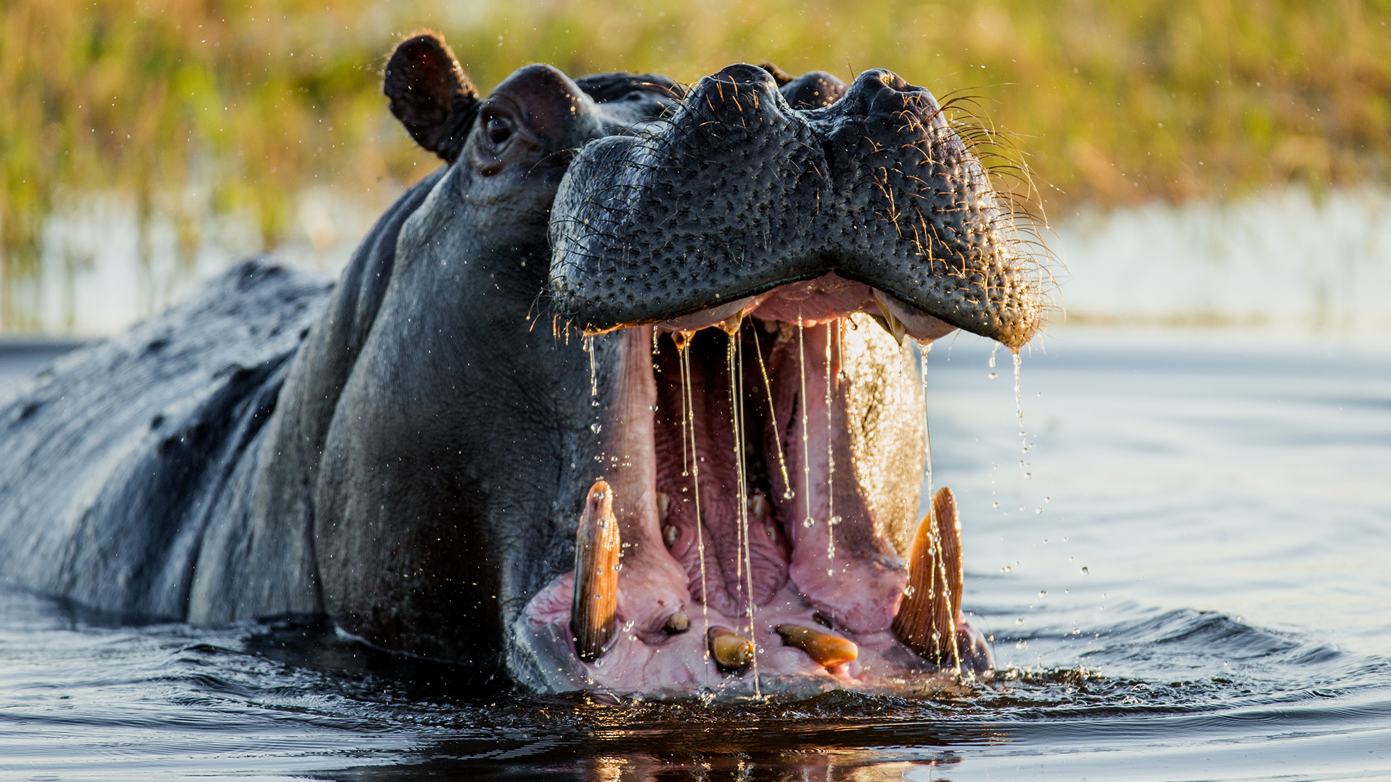 a hippo in the water opening its jaws