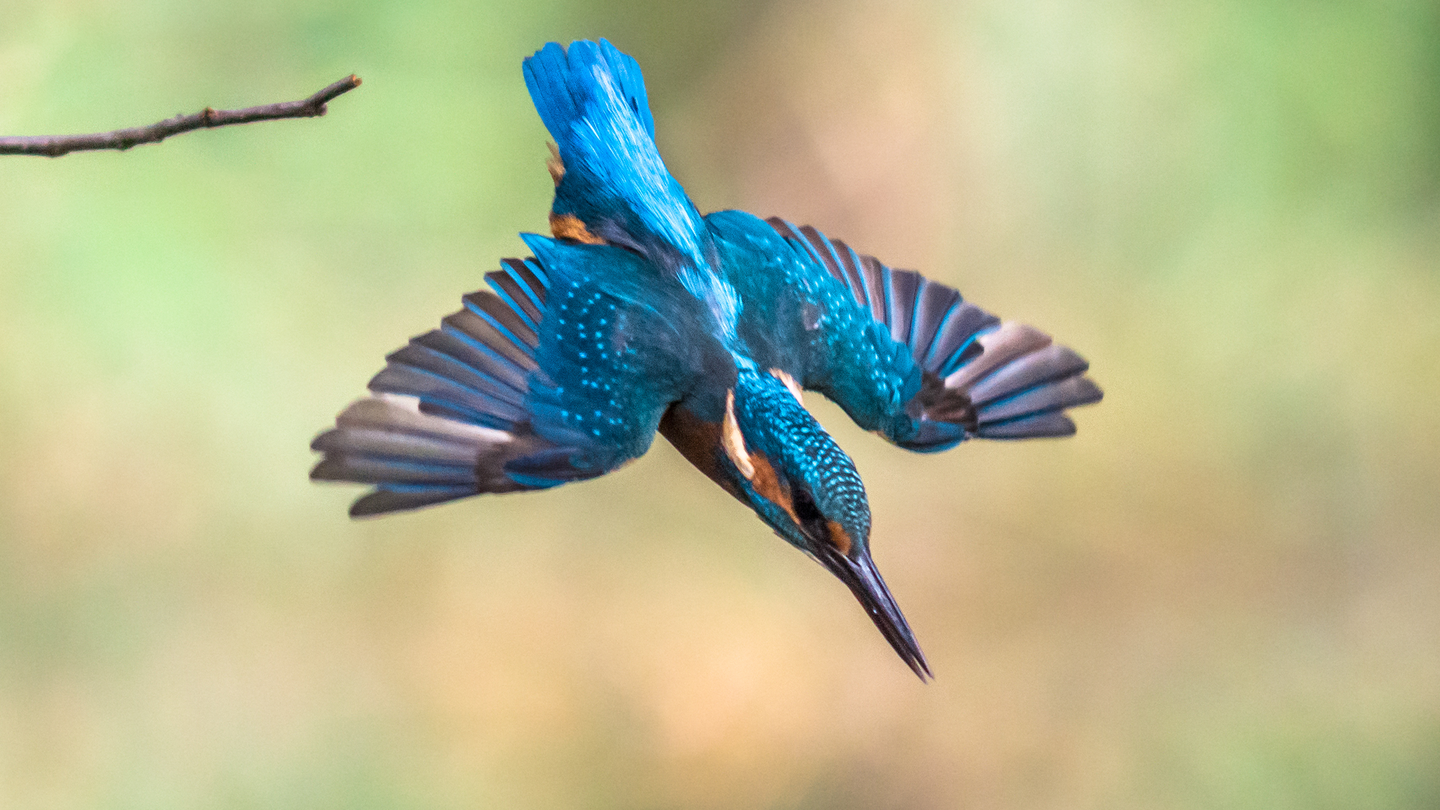 A kingfisher with blue and yellow feathers and outstretched wings dives through the air.