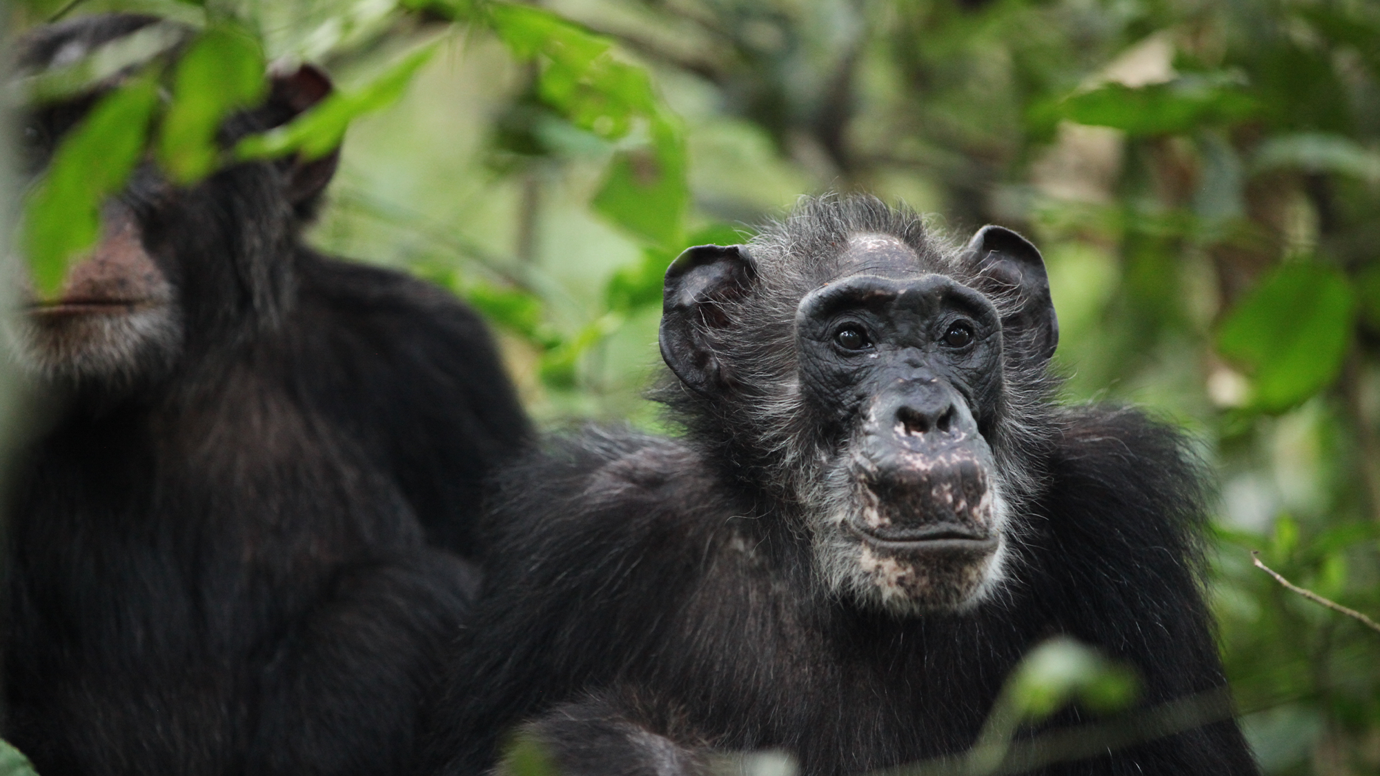 Wild chimpanzees show signs of potential menopause—a rarity in the animal kingdom