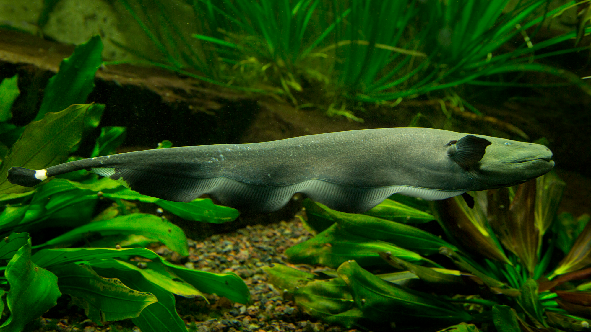 A long torpedo-shaped fish swims among green plants. Knifefish like the black ghost knifefish are known for their shimmying motions and electrical pulses. and live in freshwater lakes and rivers in Central and South America.