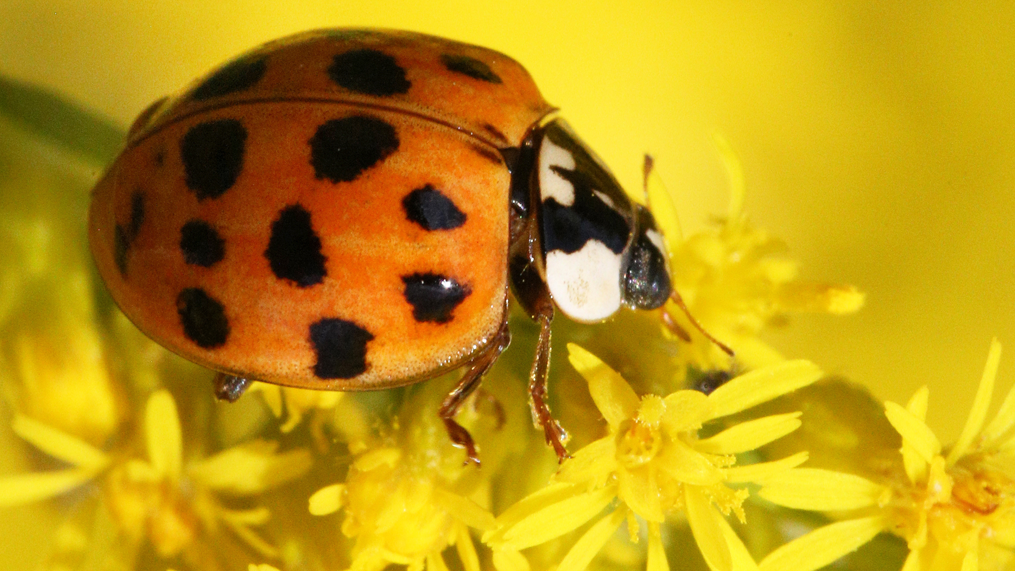 The Asian Lady Beetle (Harmonia axyridis) aka the Halloween beetle looks very similar to more common ladybugs, but they are generally bigger and with more spots. The bug is sitting on a yellow flower.