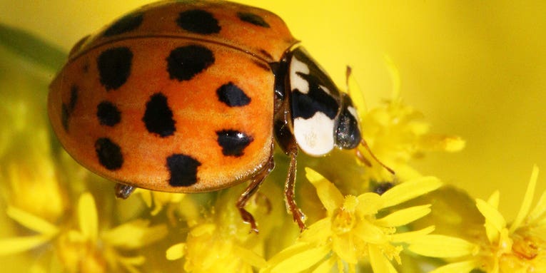 Why ladybugs and ‘Halloween beetles’ are everywhere right now