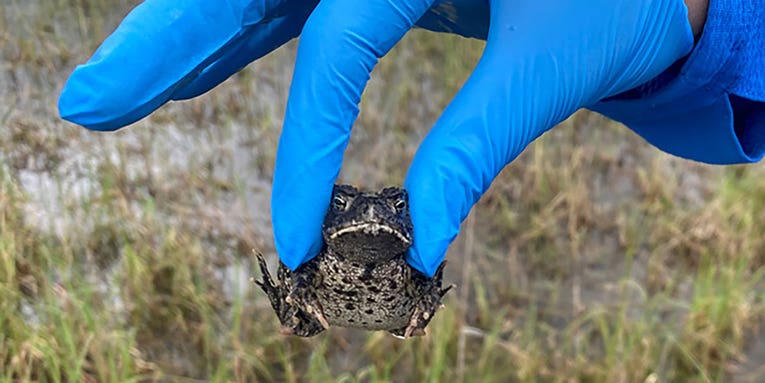 New refuge provides hope for critically endangered toad