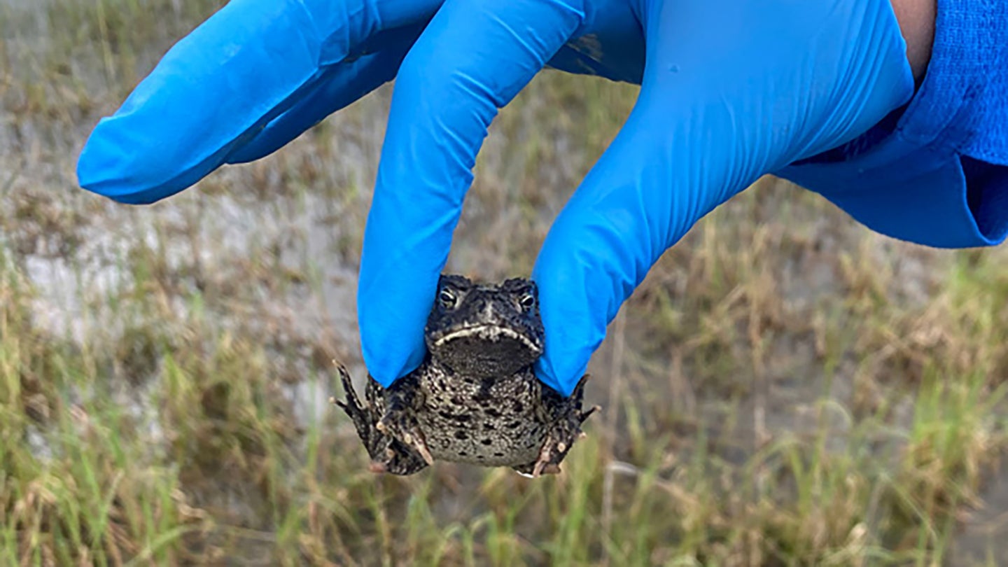 Molter scans a Wyoming toad for the microchip that indicates he was raised in captivity. After noting the toad’s location and the number of his microchip, she will release him back into his Laramie Basin habitat and continue her survey.