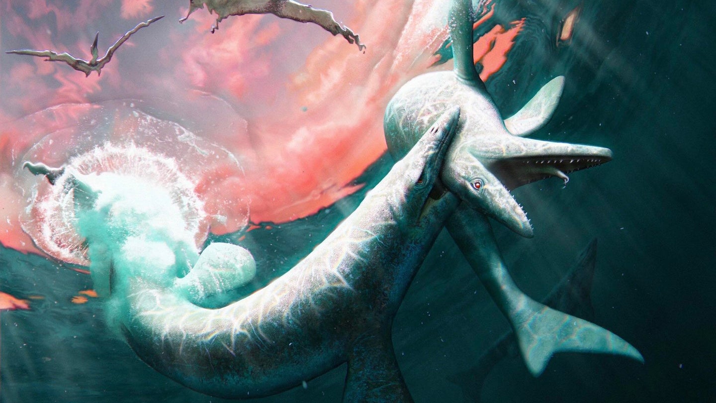 An artist’s illustration of two Jormungandr walhallaensis mosasaurs fighting. The extinct creatrue is a long sea serpent with flippers, a shark-like tail, and narrow jaws. One is seen biting the other in the next, while pterosaurs fly above it.
