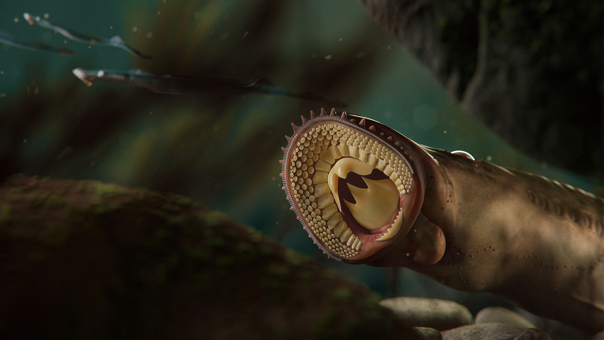 An artist's illustration of an early lamprey's teeth and sucker. The Jurassic lampreys Yanliaomyzon had a feeding apparatus that surprisingly resembles that of the pouched lampreys. It foreshadows the ancestral flesh-eating habit of present day. lampreys.