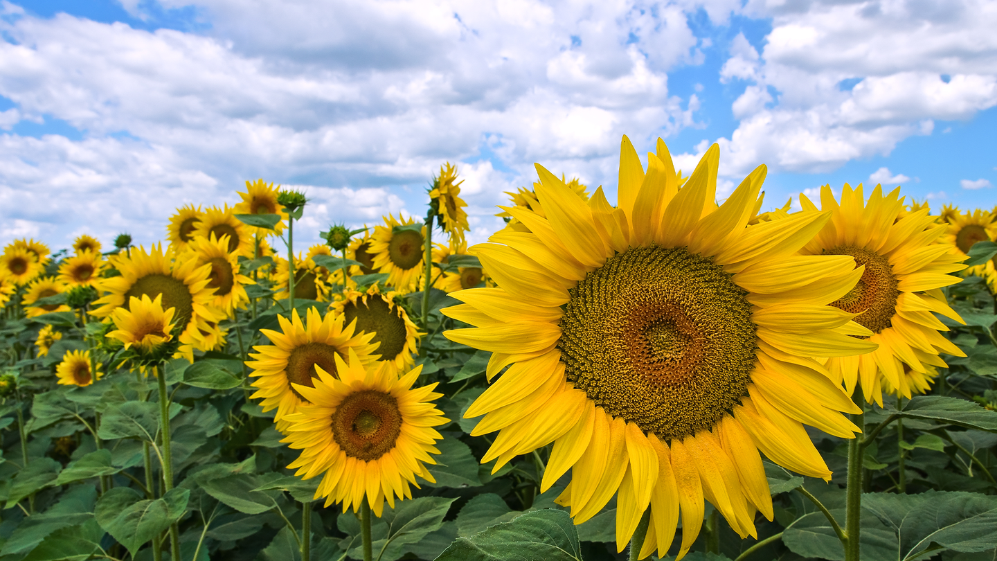 Several blooming yellow sunflowers under a blue sky with white clouds.