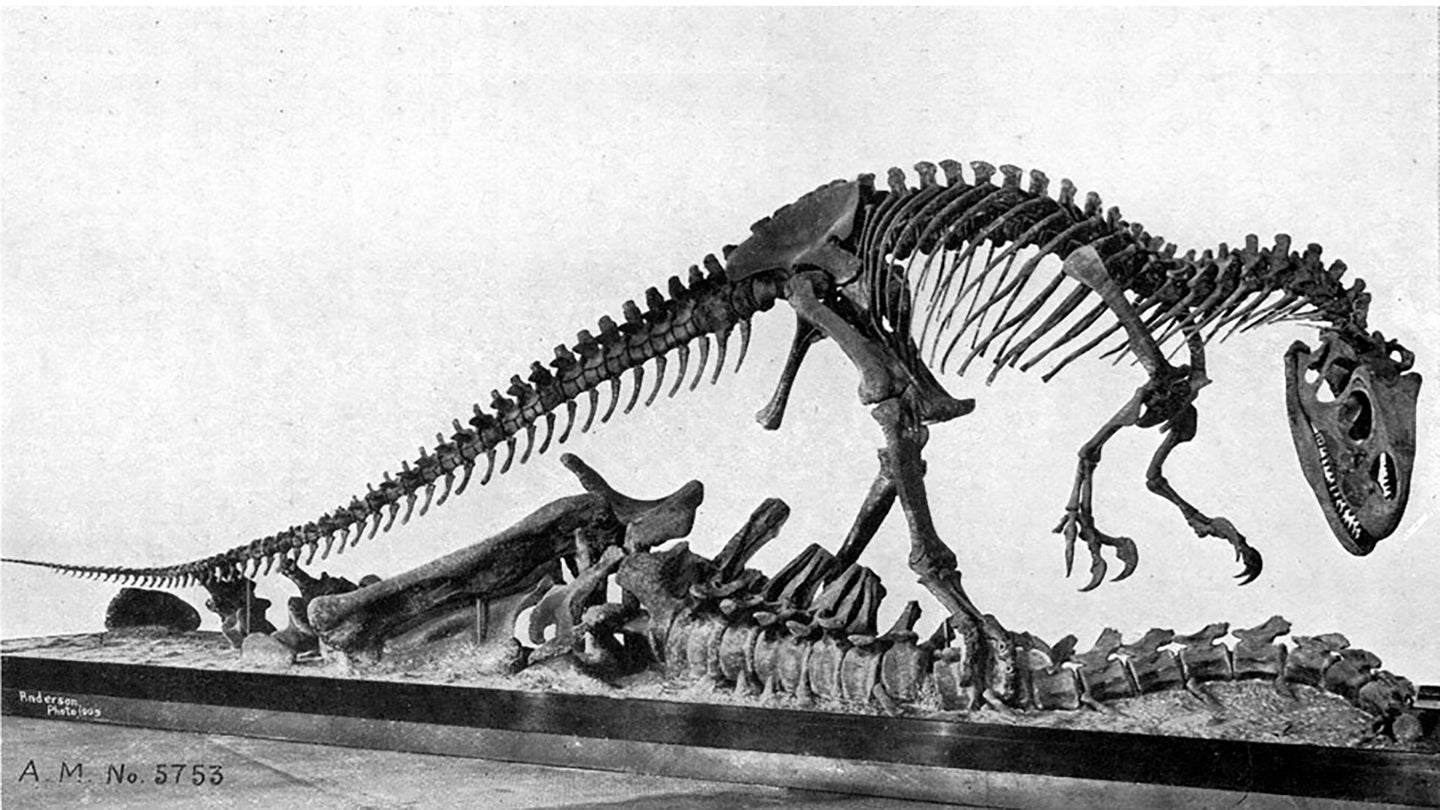Photograph of the skeletal mount of an Allosaurus specimen (AMNH 5753), from William Diller Matthew's 1915 book “Dinosaurs.”