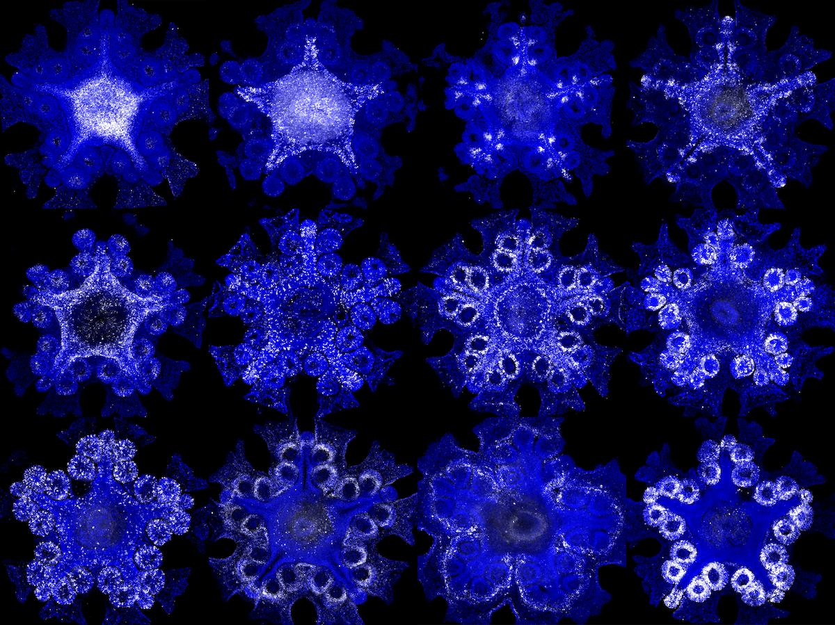 12 starfish colored blue white white portions showing specific genes. By staining genetic material with fluorescent labels, researchers can examine how key genes behave across the sea star body.