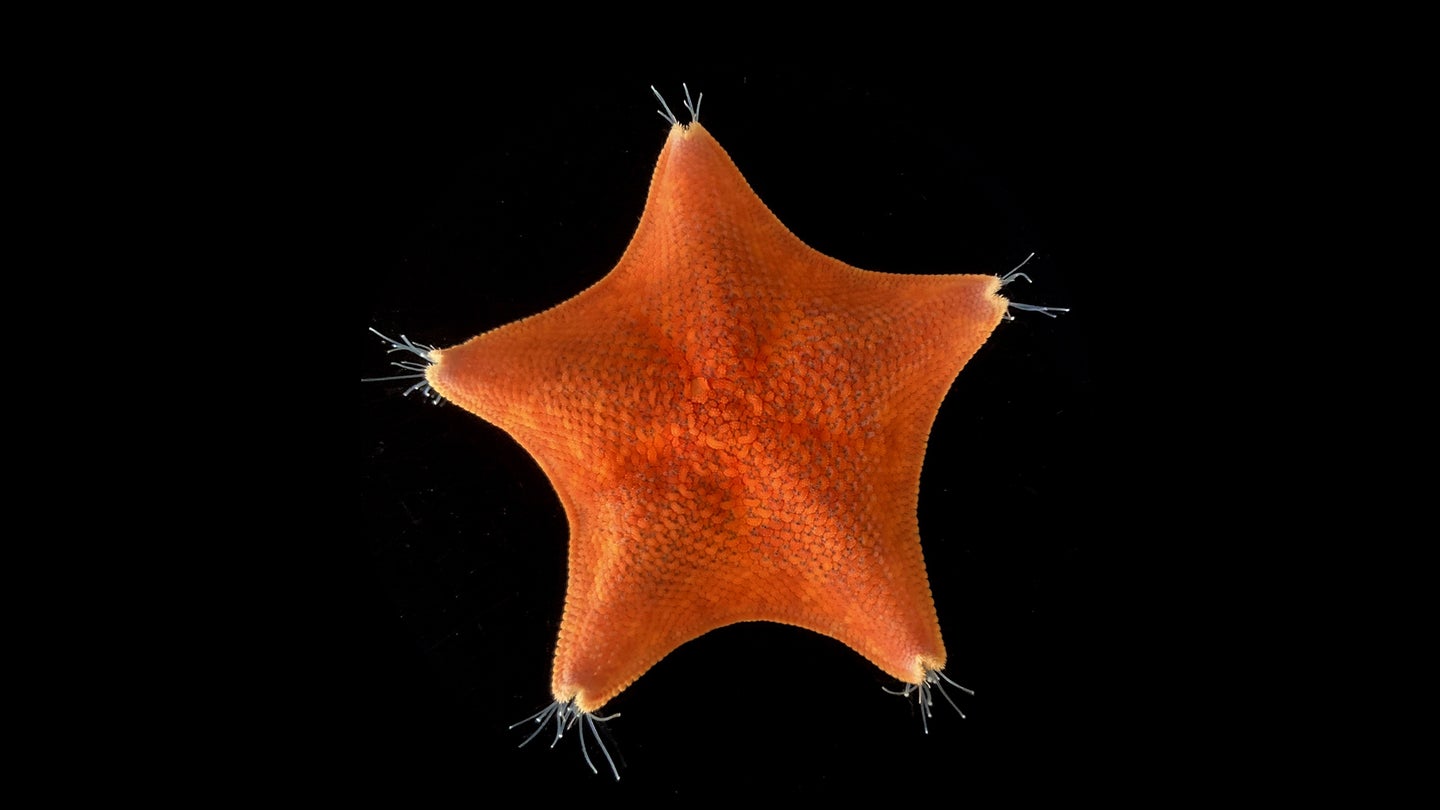 An orange starfish, or sea star, on a black backgorund. The unusual five-axis symmetry of sea stars has long confounded our understanding of animal evolution.