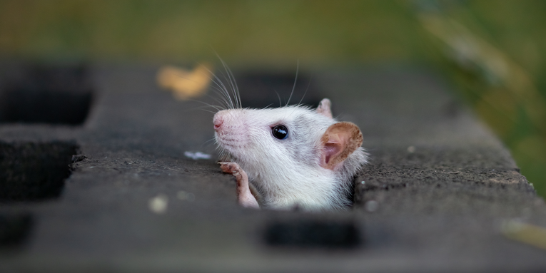 Rats may have imaginations