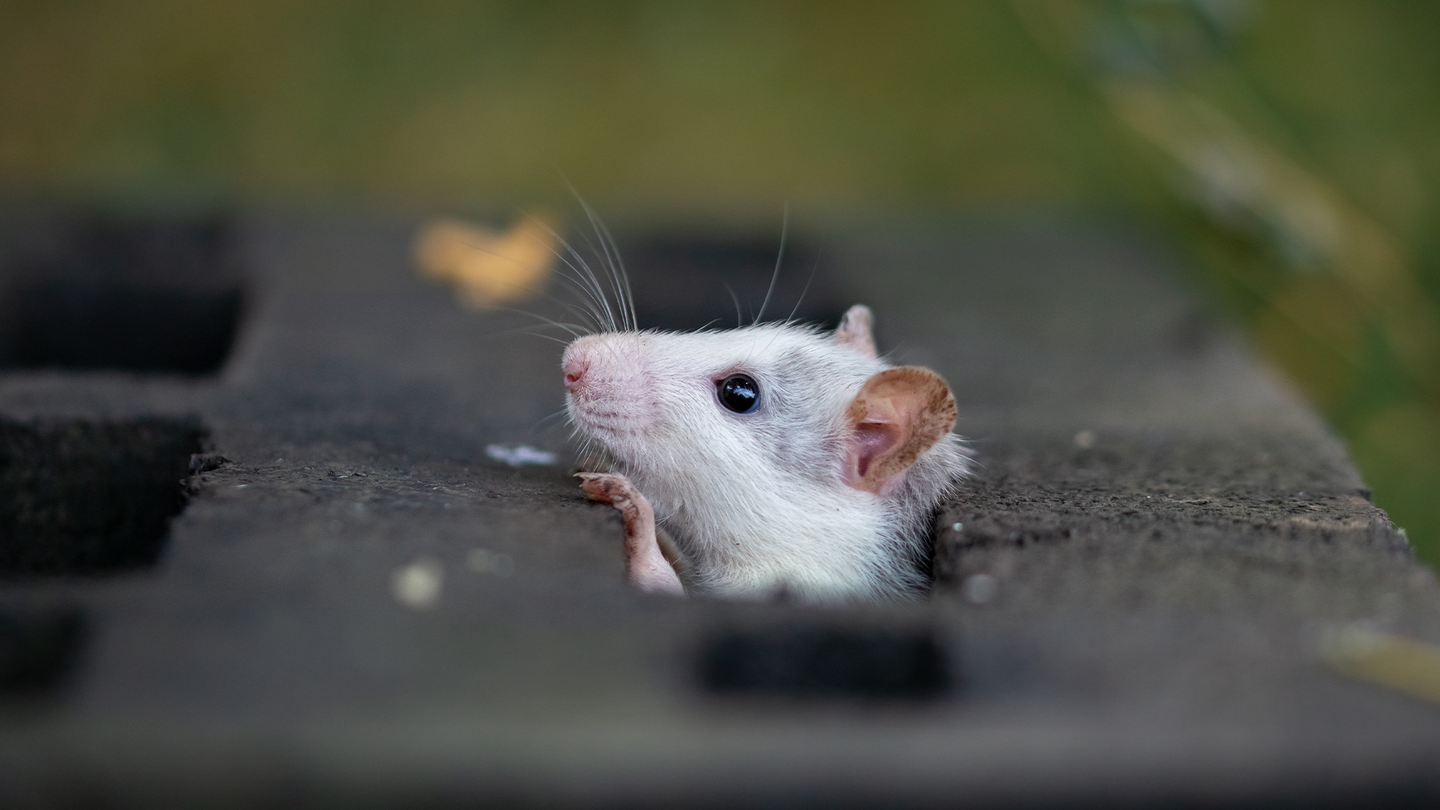 A white rat pops its head out of a black box. Like in humans, the rat’s hippocampus is the part of the brain where mental maps of the world are stored.