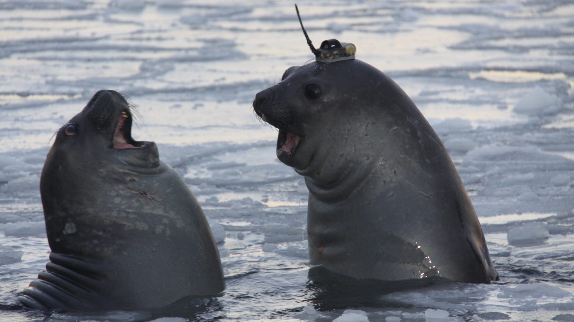 elephant seal wearing tag like a hat