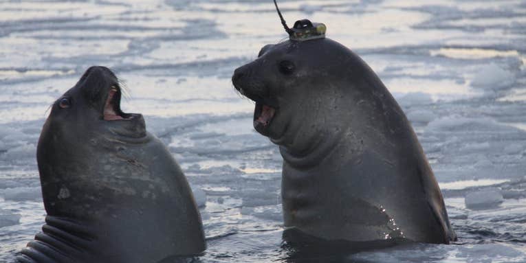 Seals with funny hats are helping map the Antarctic seascape