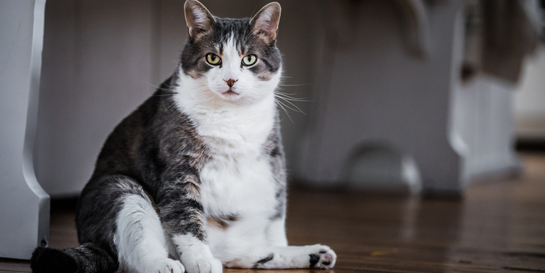 Overfeeding cats will mess with their guts and poop
