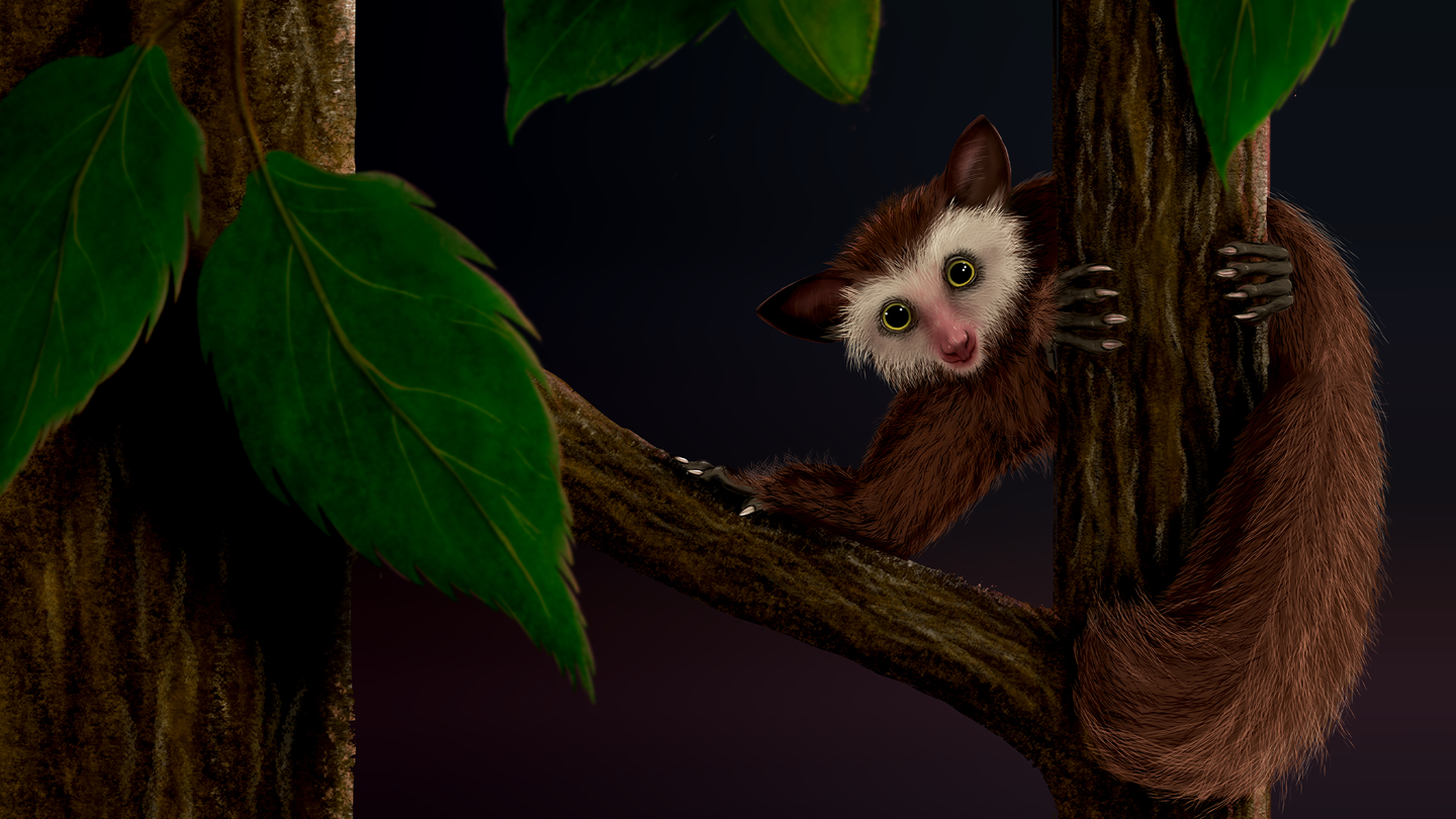 An illustration of Ekgmowechashala, the last primate to inhabit North America before humans. The animal has a white furry face, with a pink nose, and large dark eyes like a lemur. It is sitting in a leafy tree.