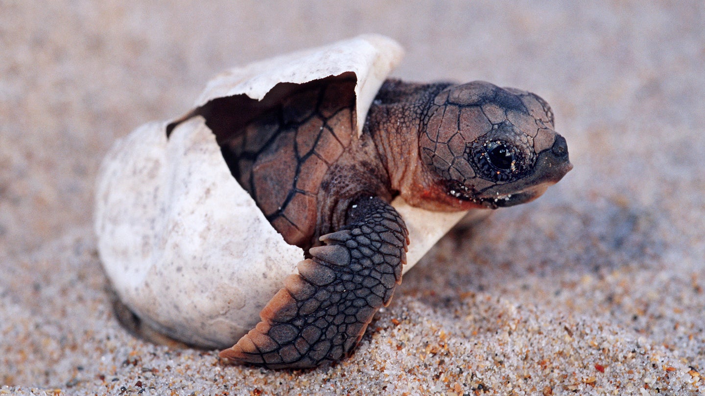A baby loggerhead turtle pokes out of a shell on the sand. Its head and front flippers are out of the shell, with the lower half remaining inside.
